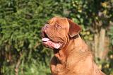 DOGUE DE BORDEAUX 432